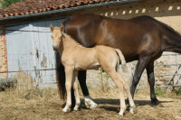 Vente de poney
